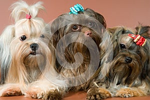 Three lap-dogs in studio