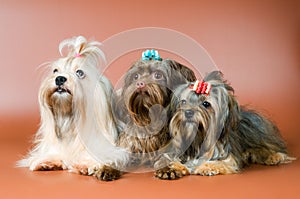Three lap-dogs in studio