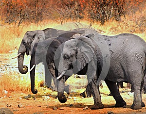 Three large african elephants walking through the dry bush in Hwange National Park