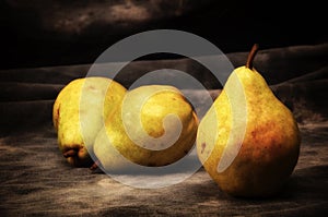 Three large bosc pears on gray studio backdrop