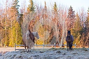 Three large brown horses standing in pen during a spring morning