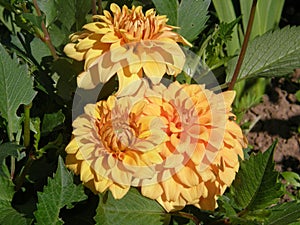 Three large buds of a yellow dahlia close-up on a green background.