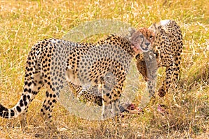 Three large cheetahs near the prey. Masai Mara, Kenya