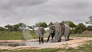 Three Large Elephant Bulls quenching their thirst