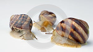 Three large garden snails Helix pomatia crawl on a white background.