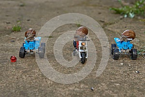 Three large garden snails sit on a toy motorcycle and quad bikes .