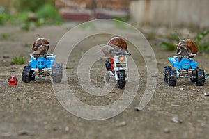 Three large garden snails sit on a toy motorcycle and quad bikes .