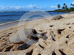 Three Large Green Sea Turtle sunbath