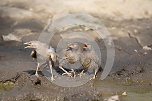 Three Large Grey Babblers, Argya malcolmi