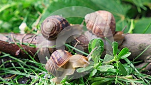 Three large helix pomatia grape snails crawl in the grass in the summer forest.