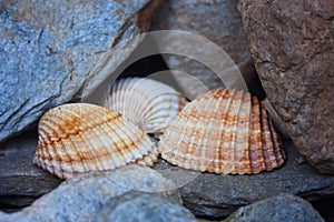 Three large orange shells torn between stones and rocks