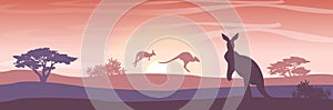 Three large red kangaroos on the Australian plains. Acacia trees and eucalyptus trees. Wild nature of Australia. Realistic vector