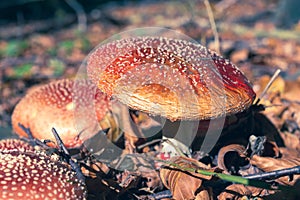 Three large red orange mushrooms among the fallen autumn leaves