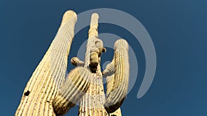 Three Large Saguaro Cacti Soaring to the Sky