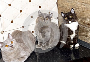 Three large Scottish kittens Highland straight