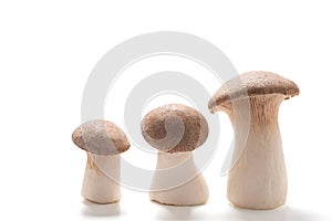 Three large and small king oyster mushrooms