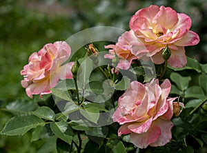 Three large unfolded rose flowers of a soft pink color on the rose bushes