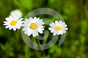 Three large white daisies grow on green meadow on a warm sunny summer day. Soft focus and close-up view. Bright yellow