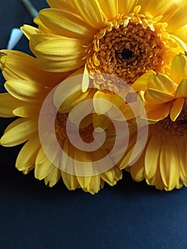 Three large Yellow Flowers against blue photo