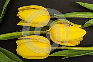 Three large yellow tulip bud on a black background