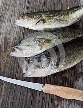 Three Largemouth Bass on a Cuttingboard