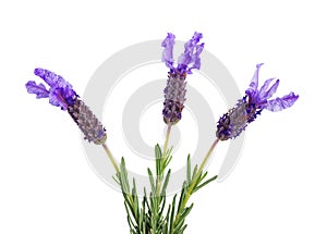 Three lavender flowers