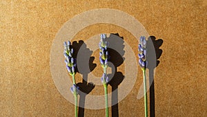 Three lavender flowers and shadows on the surface of the table