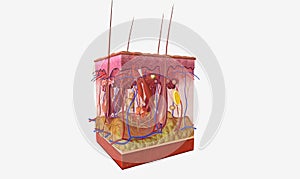 Three layers of tissue make up the skin: Epidermis, the top layer. Dermis, the middle layer. Hypodermis, the bottom or fatty layer photo