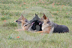 Three laying German shepherds