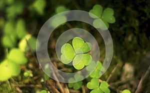 Three leaf clover