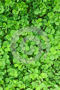 Three Leaf Clovers