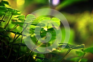 Three leaf clovers in forest