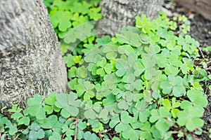 Three leaf clovers