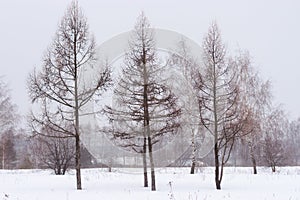 Three leafless trees during a misty snowy winter. Dark sillouettes of trees photo