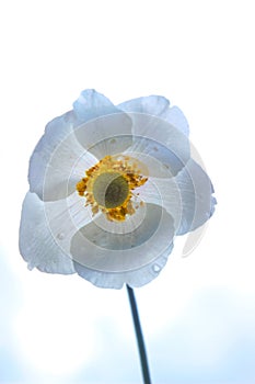 Three leaved Anemone flower against blue sky