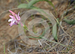 Three-leaved Gladiolus