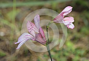 Three-leaved Gladiolus