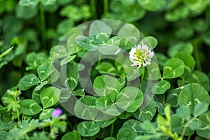 Three leaves clover with clover flowres background. Macro