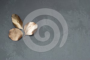 Three Leaves of Eucalyptus Plant in the Corner of Gray Cement Background with Copy space. Top View.