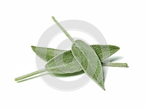 Three leaves of fragrant sage close up. White isolated background.Top view.