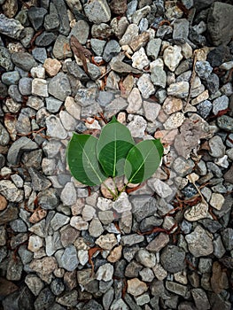 Three leaves on the rocks