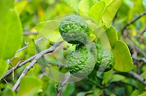 Three leech lime fruits