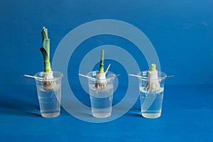 Three leek roots displaying different stages of growth in transparent plastic cups filled halfway with water,