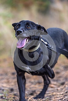 Three-legged dog disabled at animal shelter