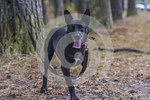 Three-legged dog disabled at animal shelter