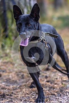 Three-legged dog disabled at animal shelter