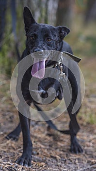 Three-legged dog disabled at animal shelter