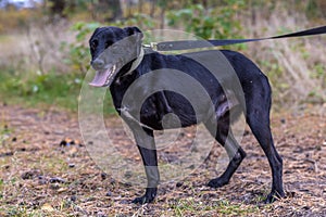 Three-legged dog disabled at animal shelter