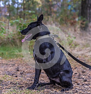 Three-legged dog disabled at animal shelter