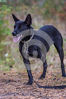 Three-legged dog disabled at animal shelter